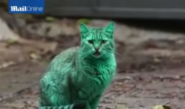Загадка зеленого кота