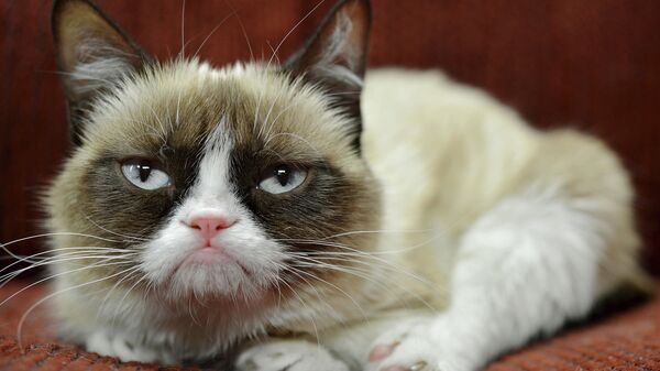 Сердитый кот (Grumpy Cat). Архивное фото