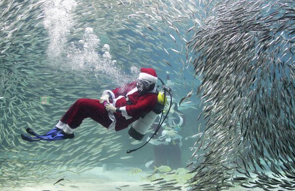 Дайвер в костюме Санта-Клауса плавает в аквариуме с сардинами в Сеуле, Южная Корея