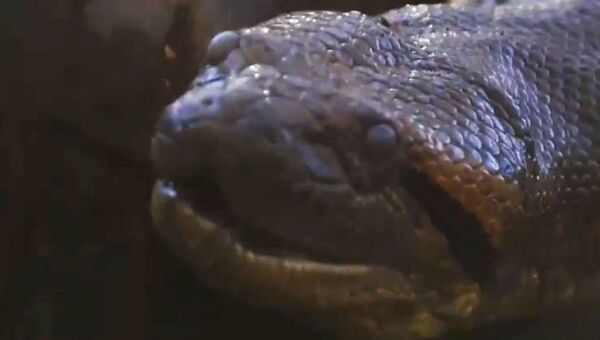 Кадр из видео: гигантская анаконда заживо проглотила американского ученого
