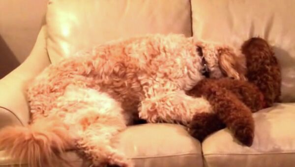 Как пес спас своего друга от кошмаров во сне
