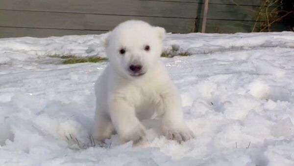 Полярный медвежонок и счастье от первой встречи со снегом