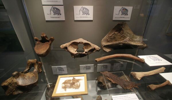 Кости мамонтов среди экспонатов Музея Мирового океана в Калининграде