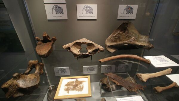 Кости мамонтов среди экспонатов Музея Мирового океана в Калининграде. Архивное фото