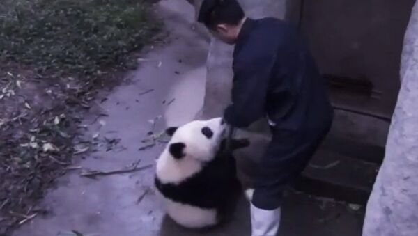 Панда, укравшая швабру