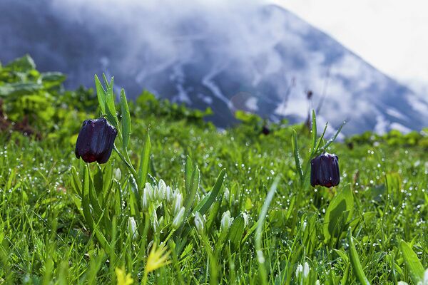 Горный тюльпан - Фритиллярия в долине Ауадхара в Абхазии