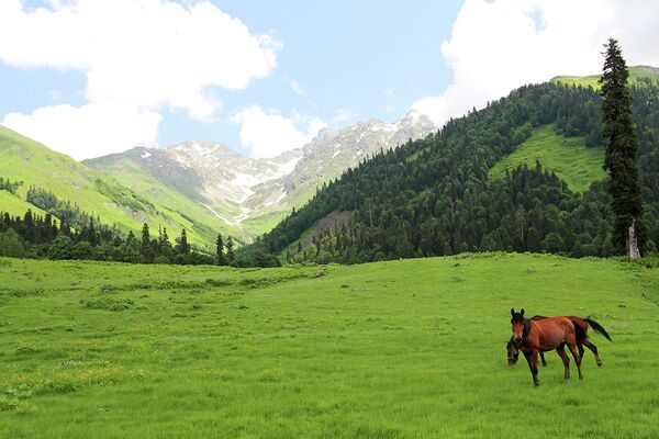 Студенческая поляна в долине Ауадхара в Абхазии
