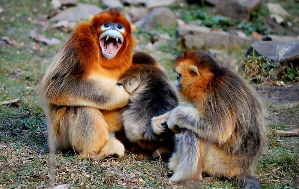 Дикие золотые обезьяны в горах Циньлин, Китай