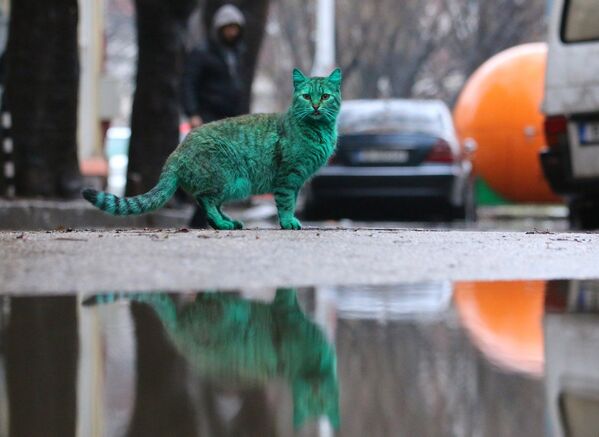 Зеленая кошка на одной из улиц Варны