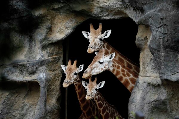 Семья жирафов в зоопарке Сиднея