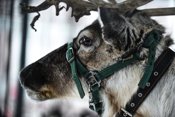 Северный олень прибыл на площадку фестиваля Снежная королева в центре Москвы