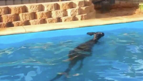 Нежданно негаданно: в их бассейне купается кенгуру