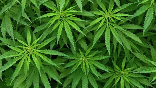 Как марихуана вызывает шизофрению польза и вред семян конопли