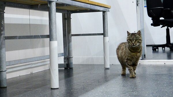 Кошка-воришка, которую сначала приняли за кота, проникла в рыбный павильон аэропорта во Владивостоке