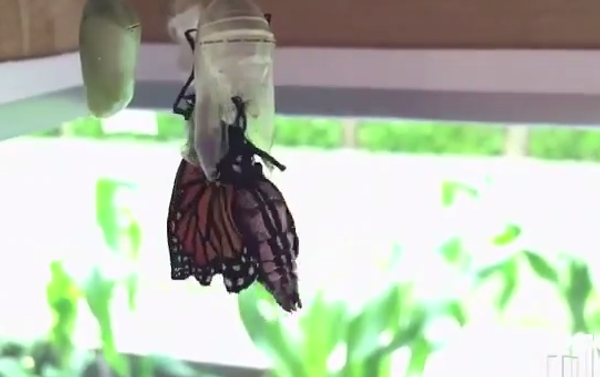 бабочка монарх