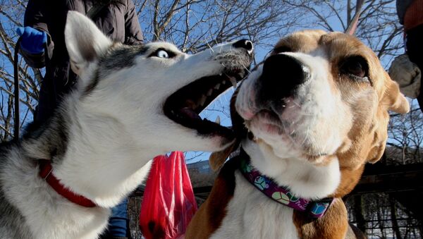 Собаки пород сибирский хаски и бигль во время предновогодних соревнований. Архивное фото