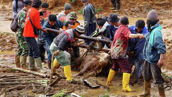 Солдаты и местное население вытаскивают корову из грязи после оползня. 13 декабря 2014