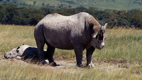 Cеверный белый носорог. Архивное фото