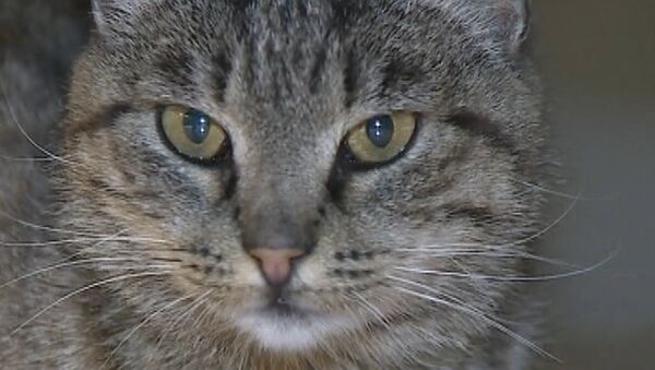 Кошка-воришка Матроска в последний раз прогулялась по аэропорту Владивостока