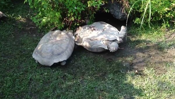 Друг познается в беде: черепаха помогла перевернувшемуся товарищу