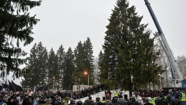 Церемония рубки главной ели России в подмосковном лесничестве