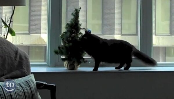 Во всех квартирах страны: кошки VS елки