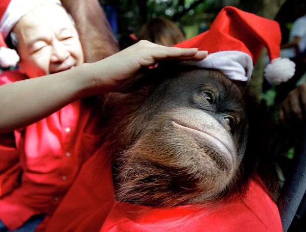 Владелец зоопарка примеряет шапку Санта-Клауса орангутану, Филиппины