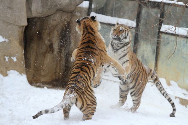 Игры сибирских тигров
