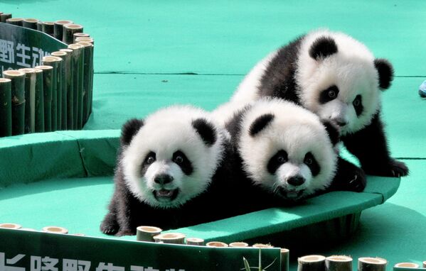 Панды-тройняшки в зоопарке Гуанчжоу