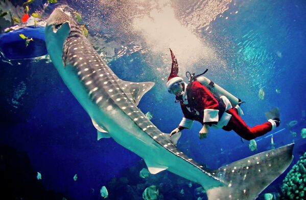 Человек, переодетый Санта-Клаусом в аквариуме с китовой акулой