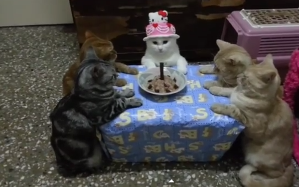 Тихий и спокойный день рождения в кругу котов