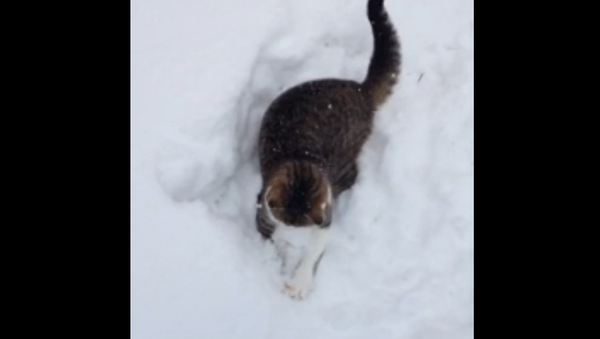 Снежные игры домашнего кота