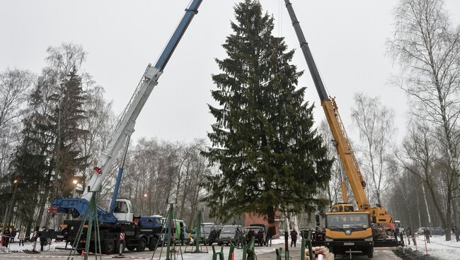 Погрузка главной ели России в подмосковном лесничестве. Архивное фото