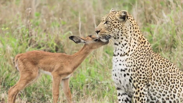 Как антилопа подружилась с леопардом