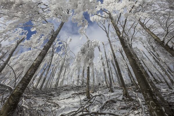 Лес в горах Словении после ледяного шторма