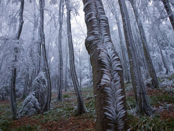 Зимний лес в горах Чехии