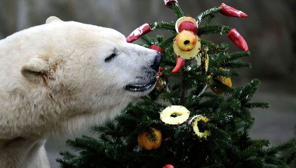 Белый медведь лакомится рождественским угощением в зоопарке в Германии