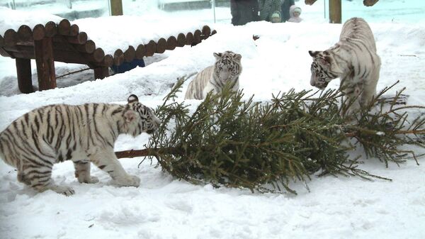 Новогодняя елка для тигров из Московского зоопарка
