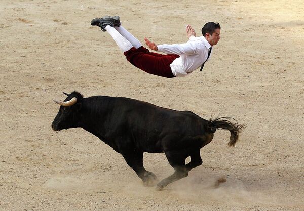 Мужчина прыгает через быка во время шоу в Колумбии
