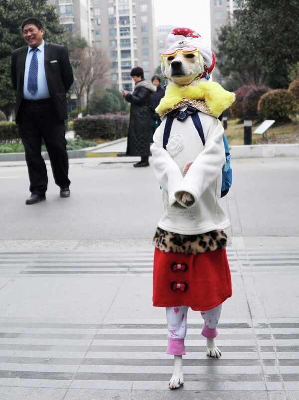 Собака на улице в Шанхае