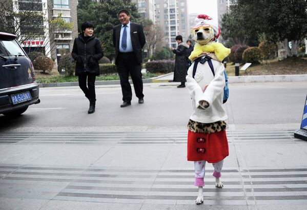Собака на улице в Шанхае. 19 декабря 2014
