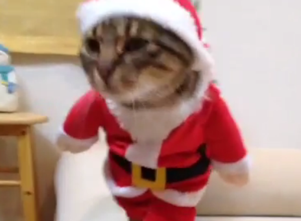 Кот в роли Санта Клауса