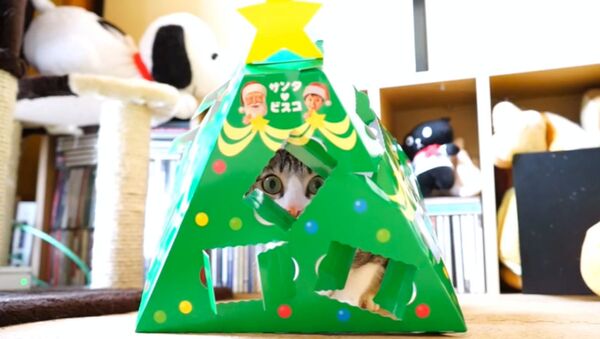 Кот, притворившийся рождественской елкой