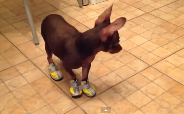 Собачий фэшн: первые шаги в кроссовках