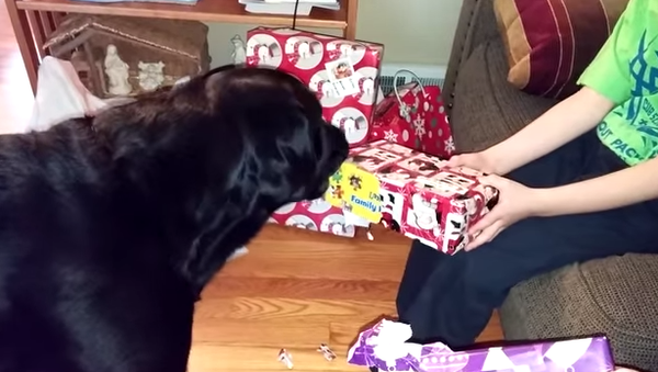 Пес, который любит открывать подарки