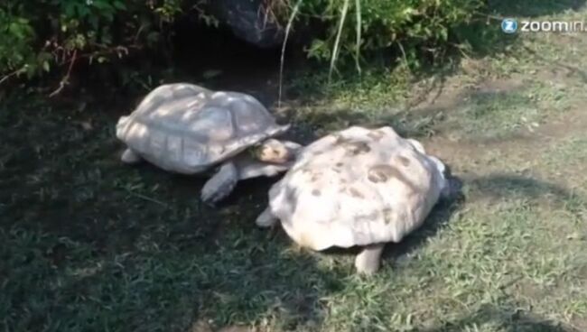 Черепашья взаимовыручка: друг помог другу встать на ноги