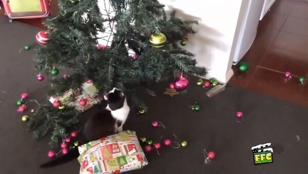 Коты против Нового года