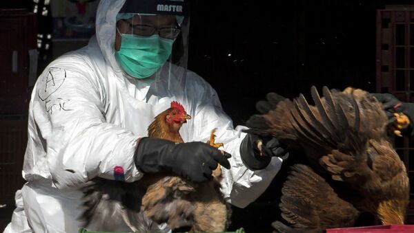 Медицинский работник на оптовом рынке мяса птицы в Гонконге во время уничтожения 15 тысяч кур из-за угрозы птичьего гриппа. 31 декабря 2014