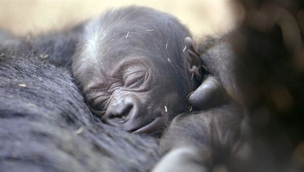 Самка гориллы гладила детеныша и позировала посетителям зоопарка в Сан-Диего