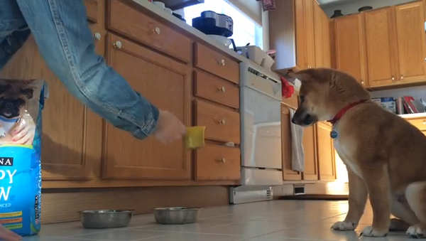 Счастливый прыжок, или Танец голодной собаки